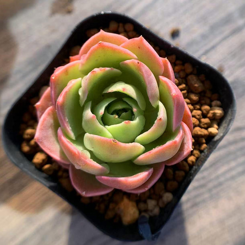 Top【選抜株】多肉植物　360893レインボー　50個　プラグトレー苗 309.多肉植物 寄せ植え エケベリア属 レインボーローズ 新品種 抜き苗