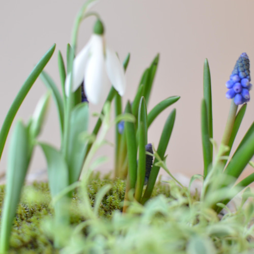 ムスカリ♡ スノードロップ♡ バスケット寄せ植え♪バレンタイン