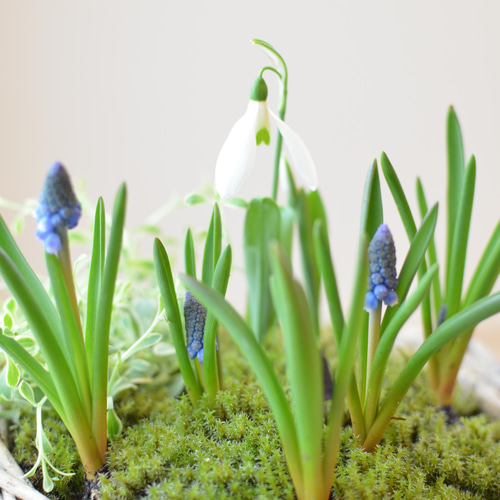 ムスカリ♡ スノードロップ♡ バスケット寄せ植え♪バレンタイン