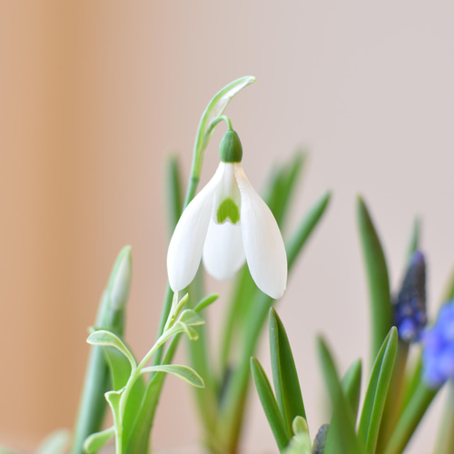 ムスカリ♡ スノードロップ♡ バスケット寄せ植え♪バレンタイン