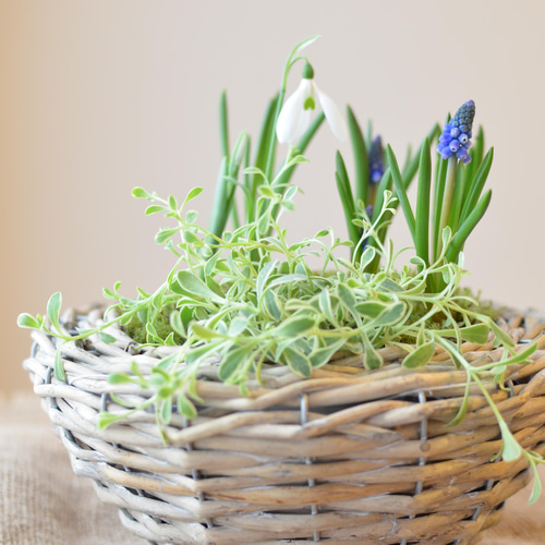 ムスカリ♡ スノードロップ♡ バスケット寄せ植え♪バレンタイン
