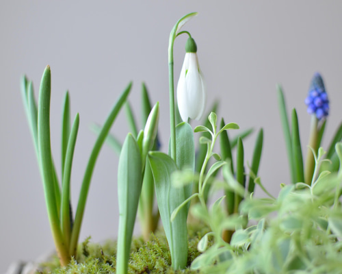 ムスカリ♡ スノードロップ♡ バスケット寄せ植え♪バレンタイン