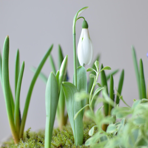 ムスカリ♡ スノードロップ♡ バスケット寄せ植え♪バレンタイン
