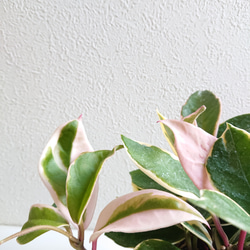 ●数量限定●新作●　”ホヤ・カルノーサ・リップカラー　ピンク（桜蘭）鉢/受け皿セット（セメント製）”観葉植物　インテリア 12枚目の画像