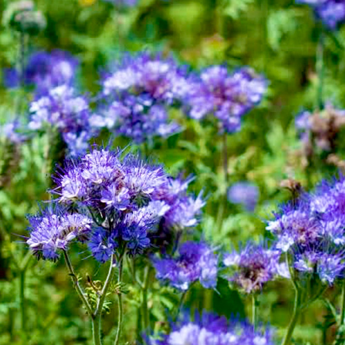 タナセタム(ブルータンジー)精油5ml その他素材 EarthshareAroma 通販