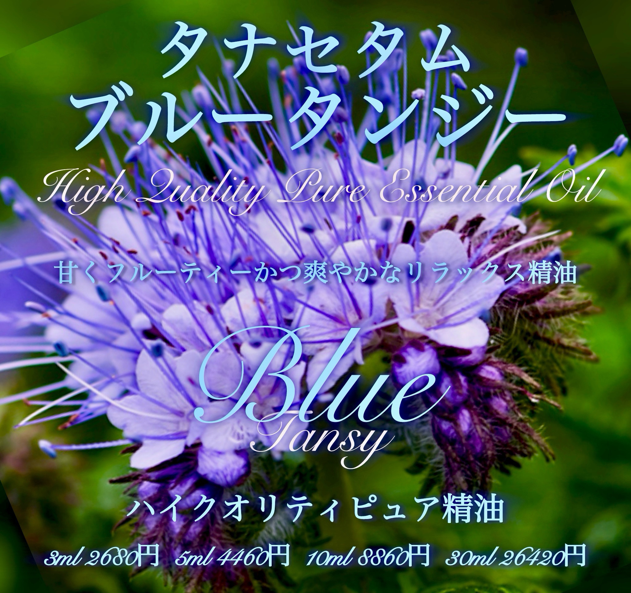 タナセタム(ブルータンジー)精油5ml その他素材 EarthshareAroma
