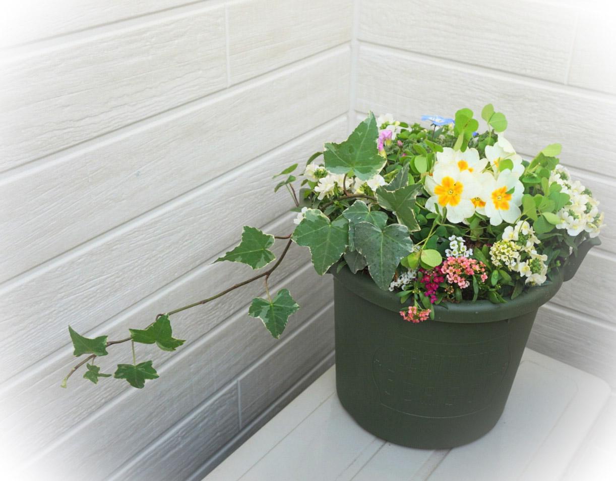 春の癒しのカラフル寄せ植えギャザリング