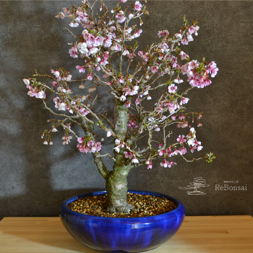 インテリア盆栽「富士桜(湖上の舞)」※開花終了 盆栽 ReBonsai インテリア盆栽「富士桜(湖上の舞)」※開花終了 盆栽 ReBonsai