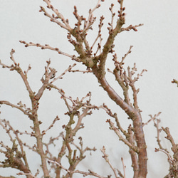インテリア盆栽「富士桜（湖上の舞）」 8枚目の画像