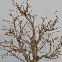 インテリア盆栽「富士桜（湖上の舞）」 5枚目の画像