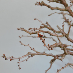 インテリア盆栽「富士桜（湖上の舞）」 6枚目の画像