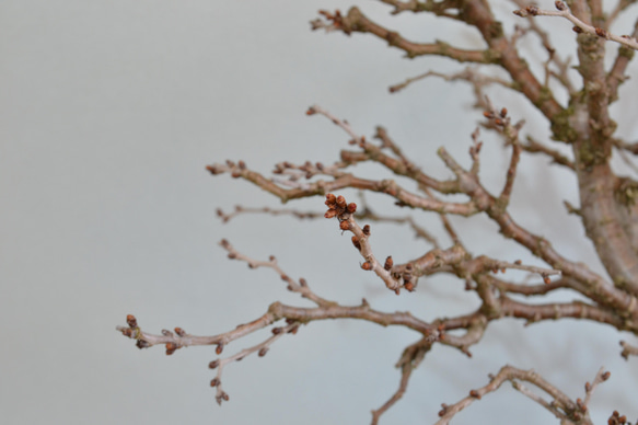 インテリア盆栽「富士桜（湖上の舞）」 6枚目の画像