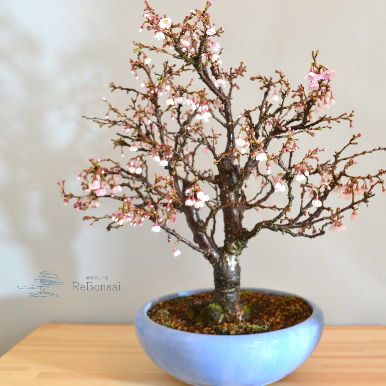 約50cm 桜の工芸盆栽インテリア装飾