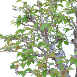 インテリア盆栽「富士桜（湖上の舞）」 11枚目の画像