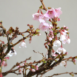 インテリア盆栽「富士桜（湖上の舞）」 2枚目の画像