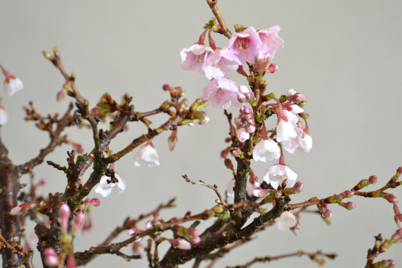 インテリア盆栽「富士桜（湖上の舞）」 2枚目の画像