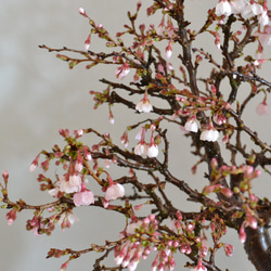 インテリア盆栽「富士桜（湖上の舞）」 3枚目の画像