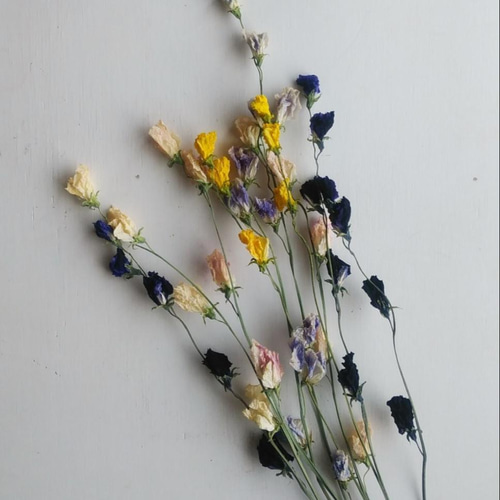 スイートピーのドライフラワー（ｶﾗﾌﾙﾐｯｸｽ） ドライフラワー nyao-mery