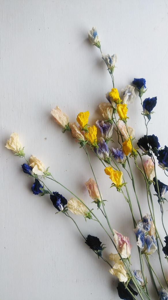 スイートピーのドライフラワー（ｶﾗﾌﾙﾐｯｸｽ） ドライフラワー nyao-mery