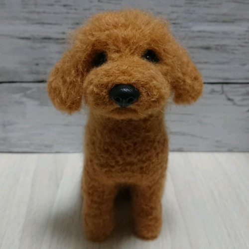 羊毛フェルトオーダー♡アプリコットプードルちゃん実物大。確認用 羊毛フェルトオーダー♡アプリコットプードルちゃん実物大。確認