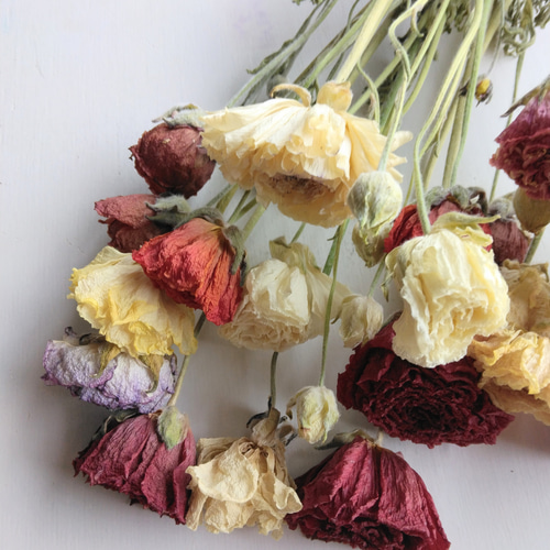 ラナンキュラスのドライフラワー（ｶﾗﾌﾙﾐｯｸｽ） ドライフラワー nyao