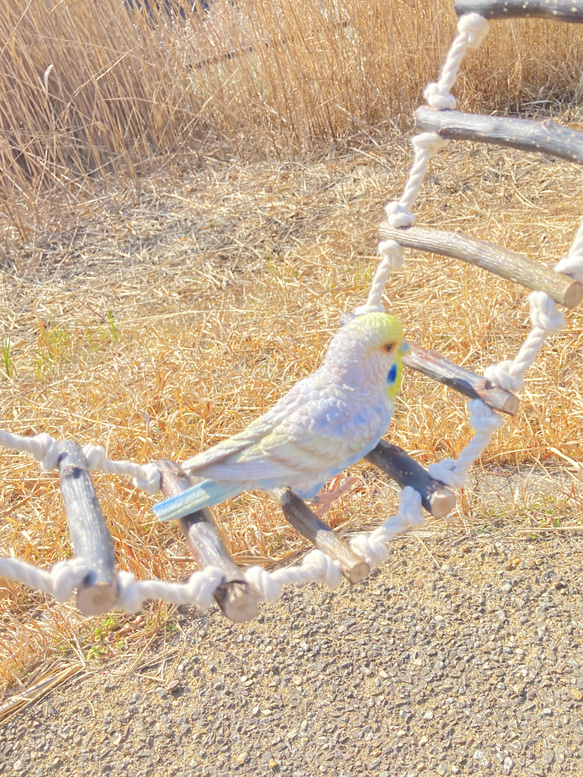 ☆*:.｡.大きなインコ用　アスレチックロープハシゴ.｡.:*☆ 1枚目の画像