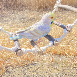 ☆*:.｡.大きなインコ用　アスレチックロープハシゴ.｡.:*☆ 3枚目の画像