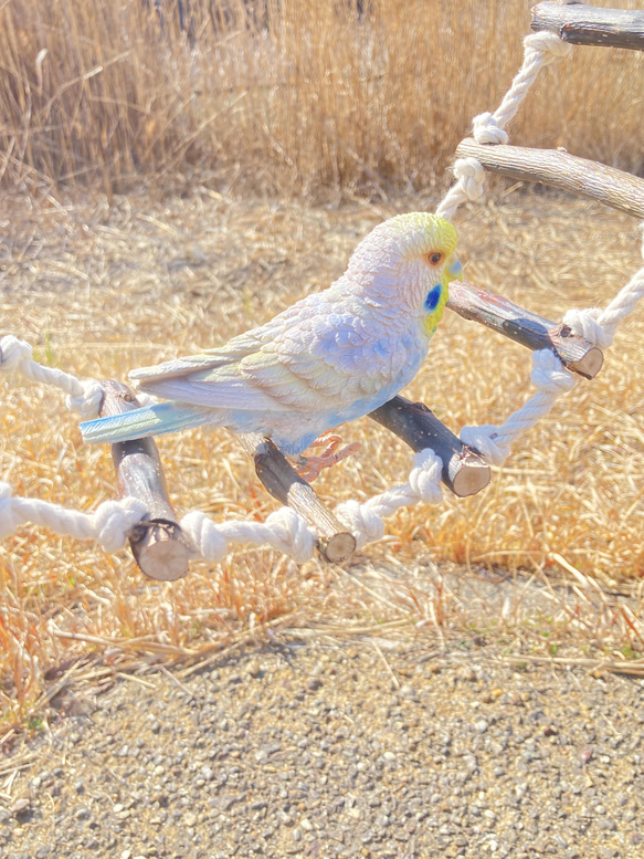 ☆*:.｡.大きなインコ用　アスレチックロープハシゴ.｡.:*☆ 3枚目の画像