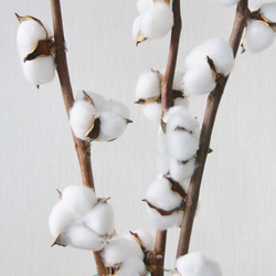 【造花】コットンフラワー白色　７輪　２本セット　65cm 3枚目の画像