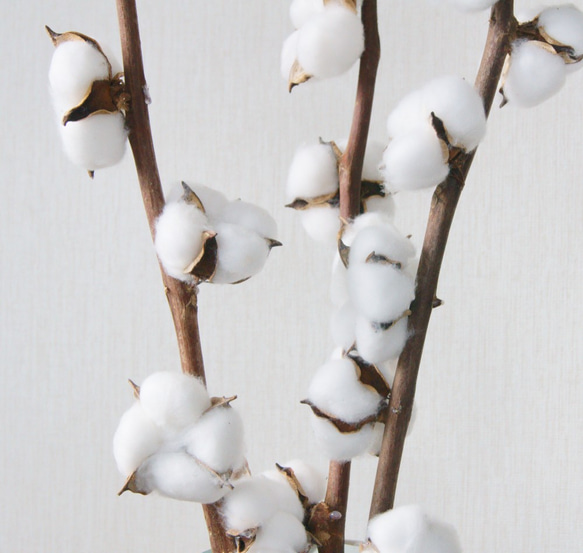 【造花】コットンフラワー白色　７輪　２本セット　65cm 3枚目の画像