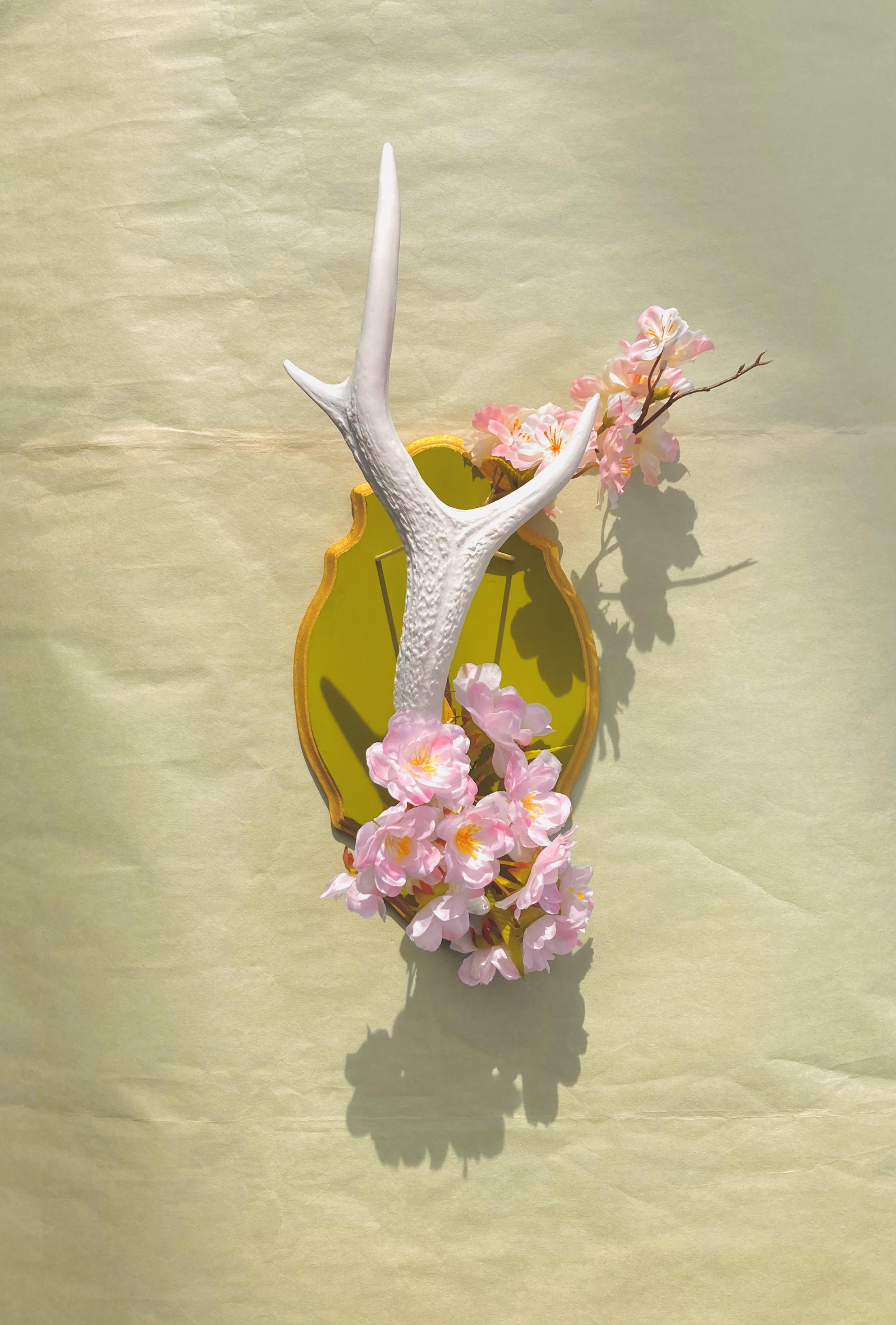 Deer horn x Cherry blossom