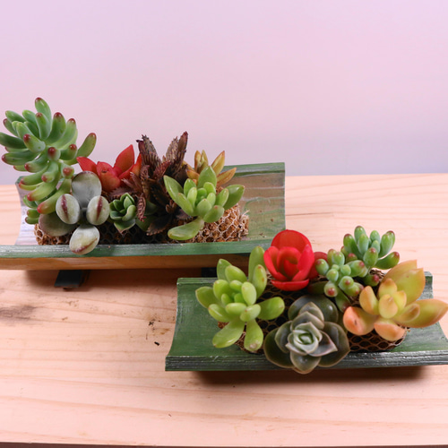 2-12 竹鉢 多肉の寄せ植え インテリア 和風と洋風のコラボ 2個セット