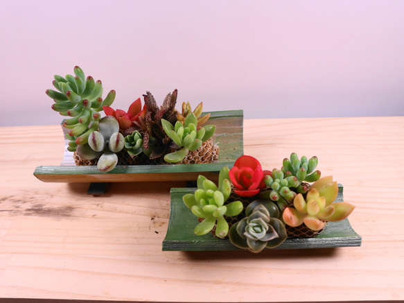 2-12 竹鉢 多肉の寄せ植え インテリア 和風と洋風のコラボ 2個セット