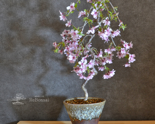 お盆セール　美品　らでんしだれ桜　文庫 天野漆器株式会社 | 小箱 しだれ桜（貝入）黒