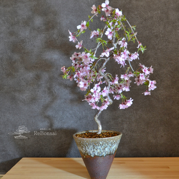インテリア盆栽「しだれ桜」 盆栽 ReBonsai 通販 13382651