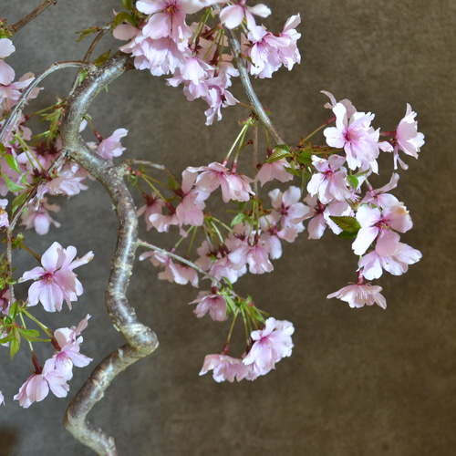 お盆セール　美品　らでんしだれ桜　文庫 新型 ココラン 古典桜 | お仏壇のはせがわ公式通販