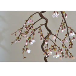 インテリア盆栽「しだれ桜」※2024開花終了 6枚目の画像