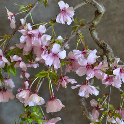 インテリア盆栽「しだれ桜」※2024開花終了 3枚目の画像