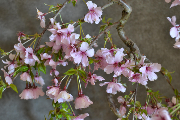 インテリア盆栽「しだれ桜」※2024開花終了 3枚目の画像