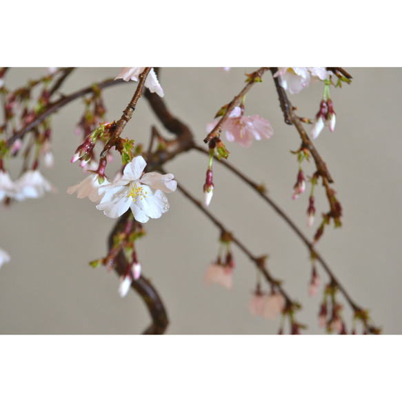 インテリア盆栽「しだれ桜」※2024開花終了 5枚目の画像