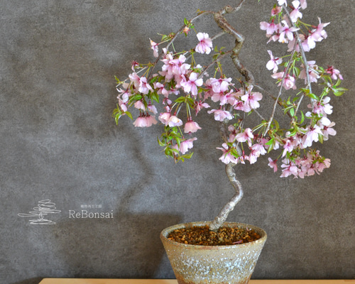 お盆セール　美品　らでんしだれ桜　文庫 新型 ココラン 古典桜 | お仏壇のはせがわ公式通販
