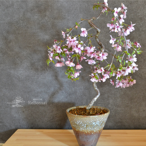 インテリア盆栽「しだれ桜」※2024開花終了 1枚目の画像