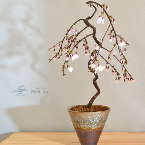 インテリア盆栽「しだれ桜」※2025開花終了 盆栽 ReBonsai 通販