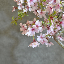 インテリア盆栽「しだれ桜」※2024開花終了 4枚目の画像