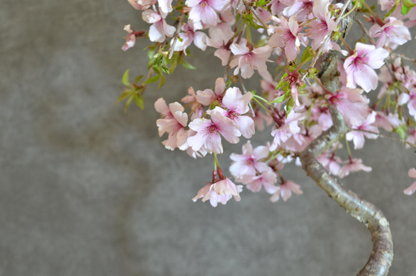 インテリア盆栽「しだれ桜」※2024開花終了 4枚目の画像