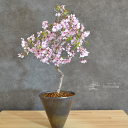 サザンカ　山茶花　盆栽　13号　特大❗ さざんか サザンカ 山茶花のミニ盆栽 |東京盆栽 a-masa