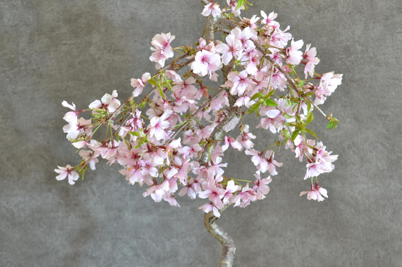 インテリア盆栽「しだれ桜」※2024開花終了 2枚目の画像