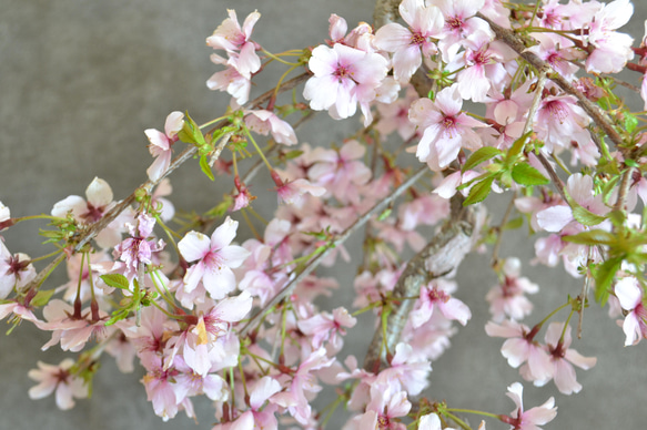 インテリア盆栽「しだれ桜」※2024開花終了 3枚目の画像