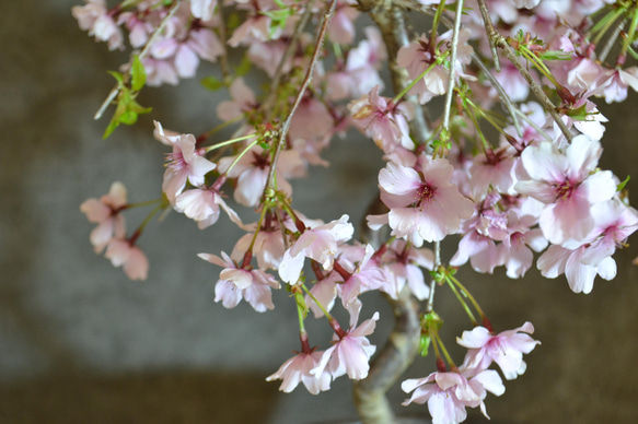 インテリア盆栽「しだれ桜」※2024開花終了 4枚目の画像