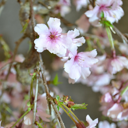 インテリア盆栽「しだれ桜」※2024開花終了 2枚目の画像